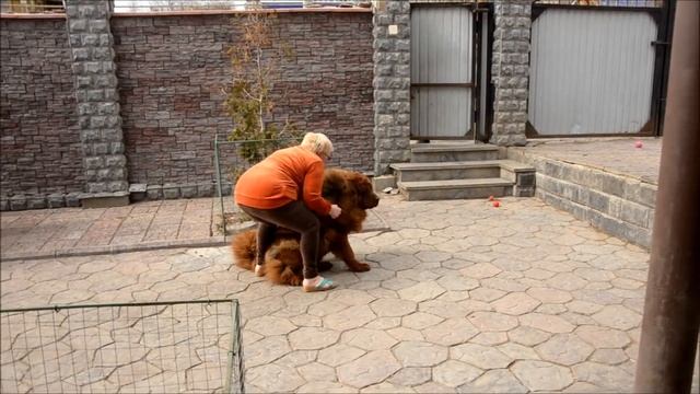 10 апреля Нижний Новгород Тибетский мастиф Плюша - проверка на защиту хозяйки смотреть онлайн