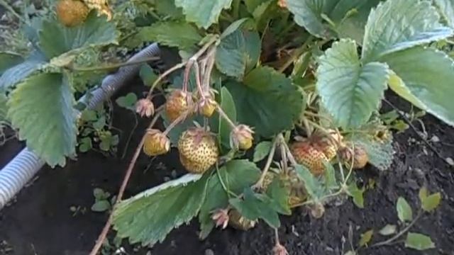 Удивительный сорт клубники Камрад Победитель смотреть онлайн