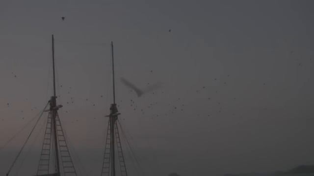 Kalong Island Flores (flying foxes at Komodo National Park) смотреть онлайн