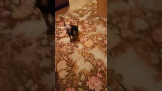 Котенок донского сфинкса играет смотреть онлайн