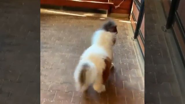 Карликовый пони смотреть онлайн