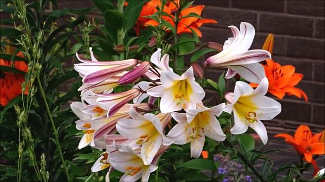 ЛИЛИИ. смотреть онлайн