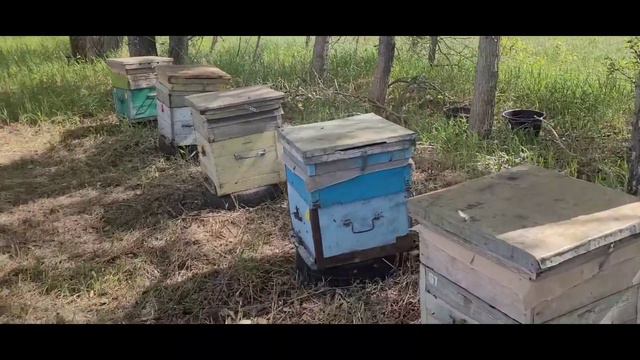 Ноги - волка кормят. А пчеловода - кочёвка. В погоне за эспарцетом. смотреть онлайн