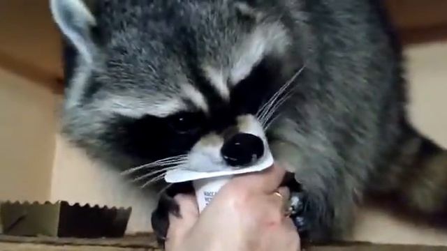 Забавные животные ,енот Веня ест йогурт) смотреть онлайн