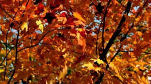 А.Вивальди "Осень"
Автор видео: Natalya Velikodnaya@NatalyaVelikodnaya