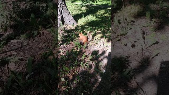 Белочка#nature#animals#squirrel#белка#животные смотреть онлайн