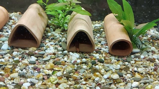 Лорикария красная отнерестилась. Rineloricaria Sp. “Red”