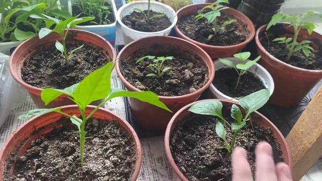 ОГОРОД НА БАЛКОНЕ #6 || 18.04.22