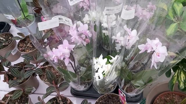 Планета ЛЕТА? огромное количество ОРХИДЕЙ, но состояние УЖАСНОЕ, МОРЕ УЦЕНКИ смотреть онлайн