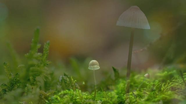 Mushrooms Growing! ( With Relaxing Music ) Peaceful Mind, Stress Relief! смотреть онлайн