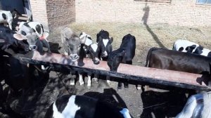 абердины холмогоры сементалы швицы 89021269981бычки