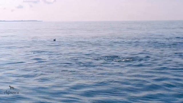 Прошлое и настоящее отеля Абаата | Абхазия [Обзор] смотреть онлайн