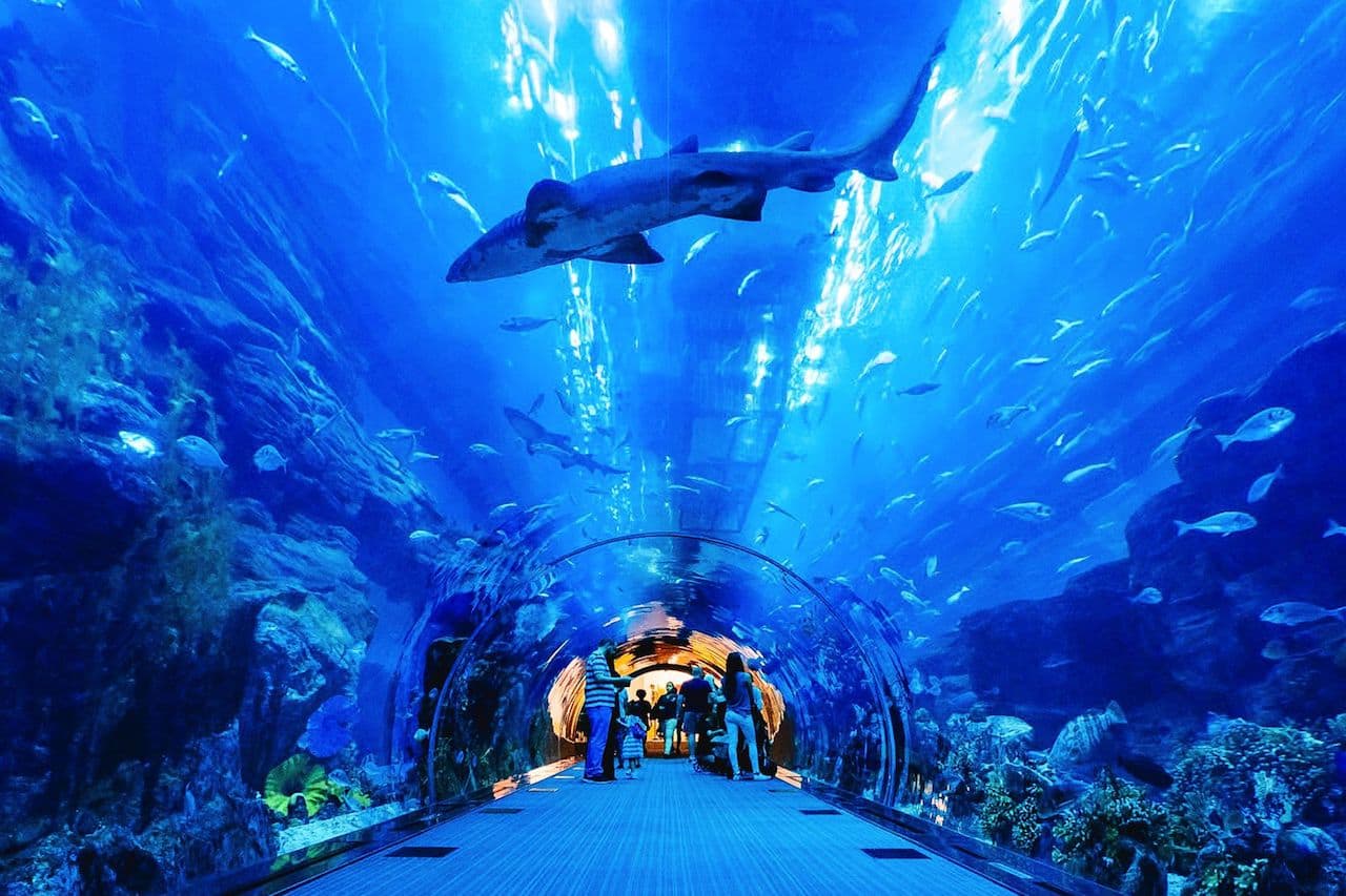 Аквариум + Поющие фонтаны смотреть онлайн