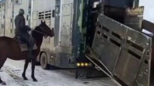 Быки самые большие. Быки и коровы. Бычки на мясо. МЭЦ. КРС.