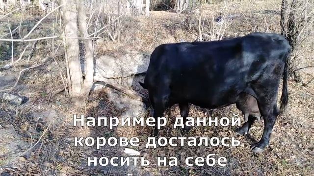 Зачем корове на шее поршень?! смотреть онлайн