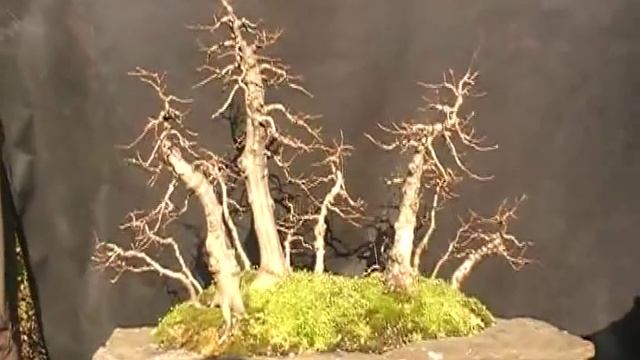 Роща грабов.avi смотреть онлайн