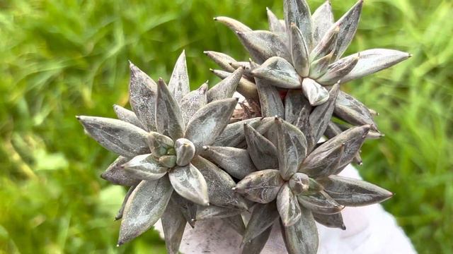 Echeveria ‘Unguiculata’ смотреть онлайн