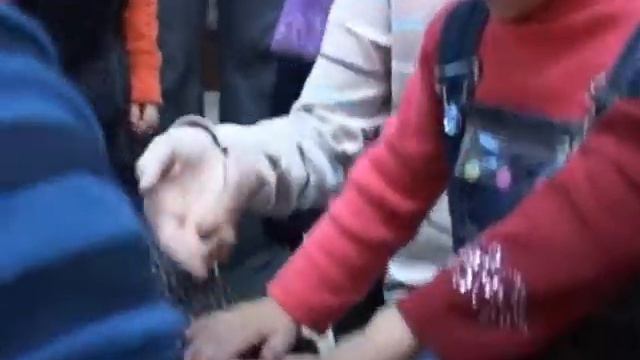 Мини-зоопарк