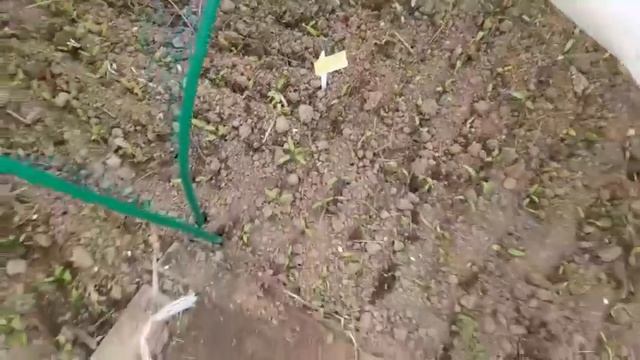 96. Укрываю рассаду капусты//Покупки огородные из м. Светофор смотреть онлайн