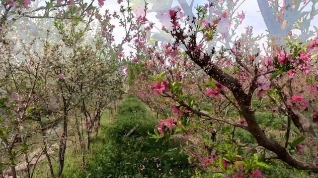 Природа Ферганы. #Фергана Ахунбабаевский массив.Март2023