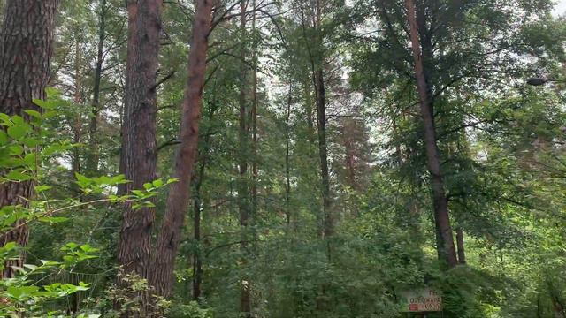 Спящий кот смотреть онлайн