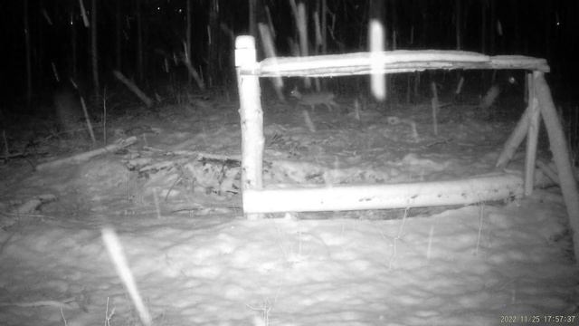 Первый снег,первая проверка солонца! смотреть онлайн