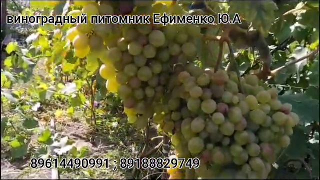 виноград Розовый король смотреть онлайн