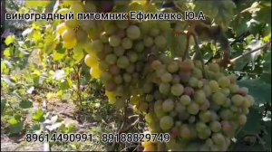 виноград Розовый король