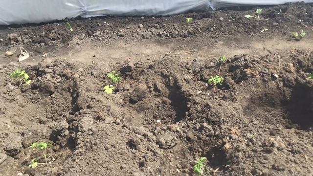 Осваиваю метод "ямочного полива" томатов от Виктора Шадрина. Ольга Чернова. смотреть онлайн