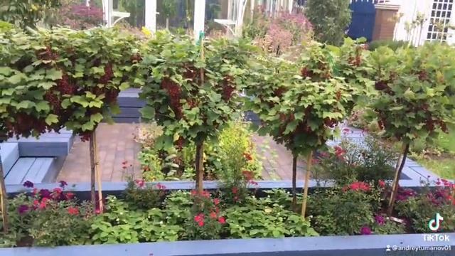 Штамбовые смородина и крыжовник смотреть онлайн