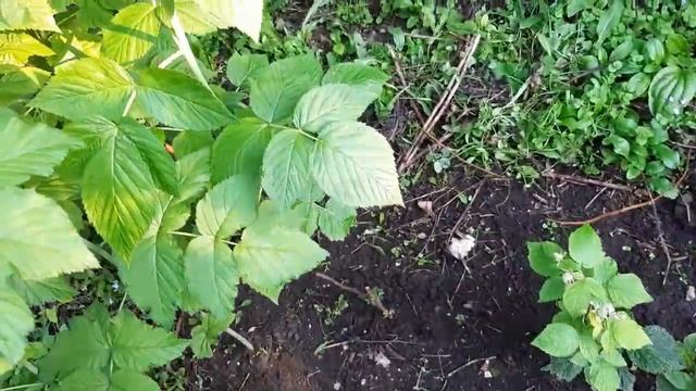 Малина, как получить много , крупноплодные сорта, укоренение, три сорта классной малины смотреть онлайн