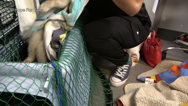 Even the dogs didn't bother this injured cat - he knew he needed help ❤️ смотреть онлайн