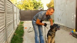 Приучение собаки к наморднику