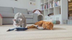 Highlights of MoMo the Cat | Kittisaurus