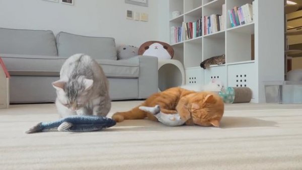 Highlights of MoMo the Cat | Kittisaurus