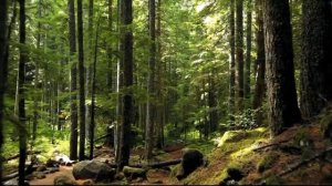 Сура 25 Аль-Фуркан. Мухаммад аль-Люхайдан.mp4