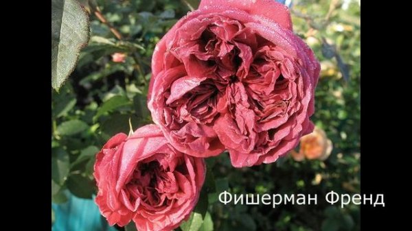 Краткий видео обзор розы Фишерман Френд (Английская) -  (Fisherman's Friend Austin 1987)