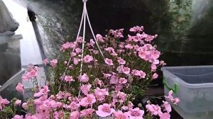 Диасция ! Сохраняем ,размножаем!