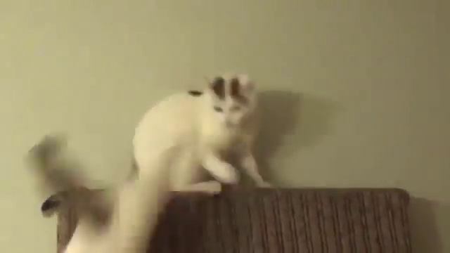 кошки бесятся смотреть онлайн