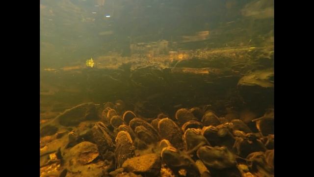 Окунь (Гайд) 2023 или как поймать полосатого смотреть онлайн