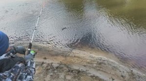 Рубалка на разных пород рыб в хмао Новоаганск .Шумиловы