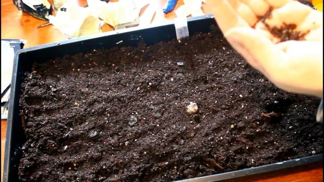 How to Grow Agrostemma Flowers from Seed - Hardy Annual Cut Flower Gardening for Beginners Series смотреть онлайн