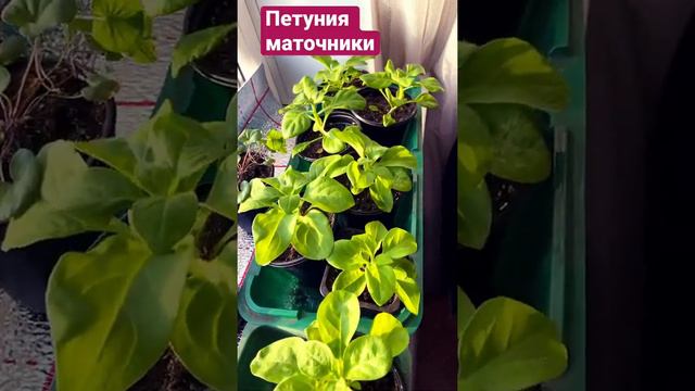 Петуния на размножение. Уже скоро будем черенки снимать🌱 смотреть онлайн
