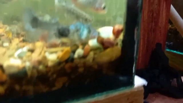 Кормление аквариумных рыбок таблетками для сомов. смотреть онлайн