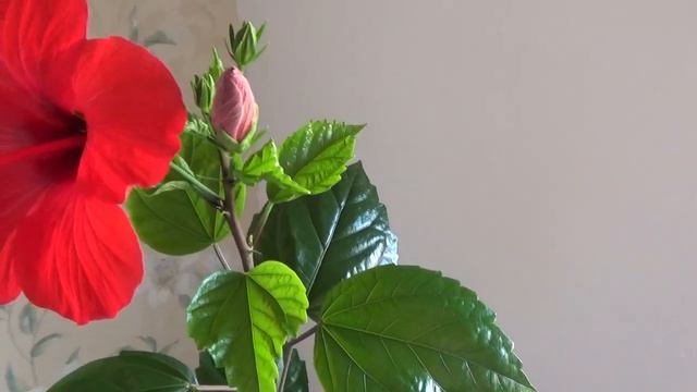 Гибискус(китайская роза)особенности ухода в домашних условиях. смотреть онлайн