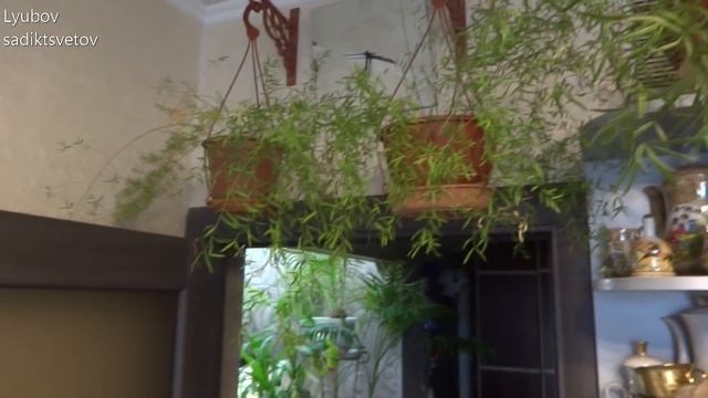 Комнатные цветы/растения. Обзор моих Аспарагусов в мае 2019. Чудеса или козни? смотреть онлайн