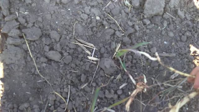 Пора высаживать рассаду в грунт или какая польза от гумая смотреть онлайн