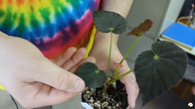 Begonia Collection Tour & Tips to Properly Set Up a Circulating Terrarium | Plant Collection Ep. 4 смотреть онлайн
