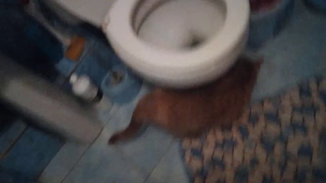 что кошка делает в туалете смотреть онлайн