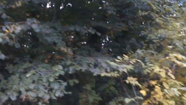 What was that (something lurks in the woods) Is it a monkey? ? смотреть онлайн